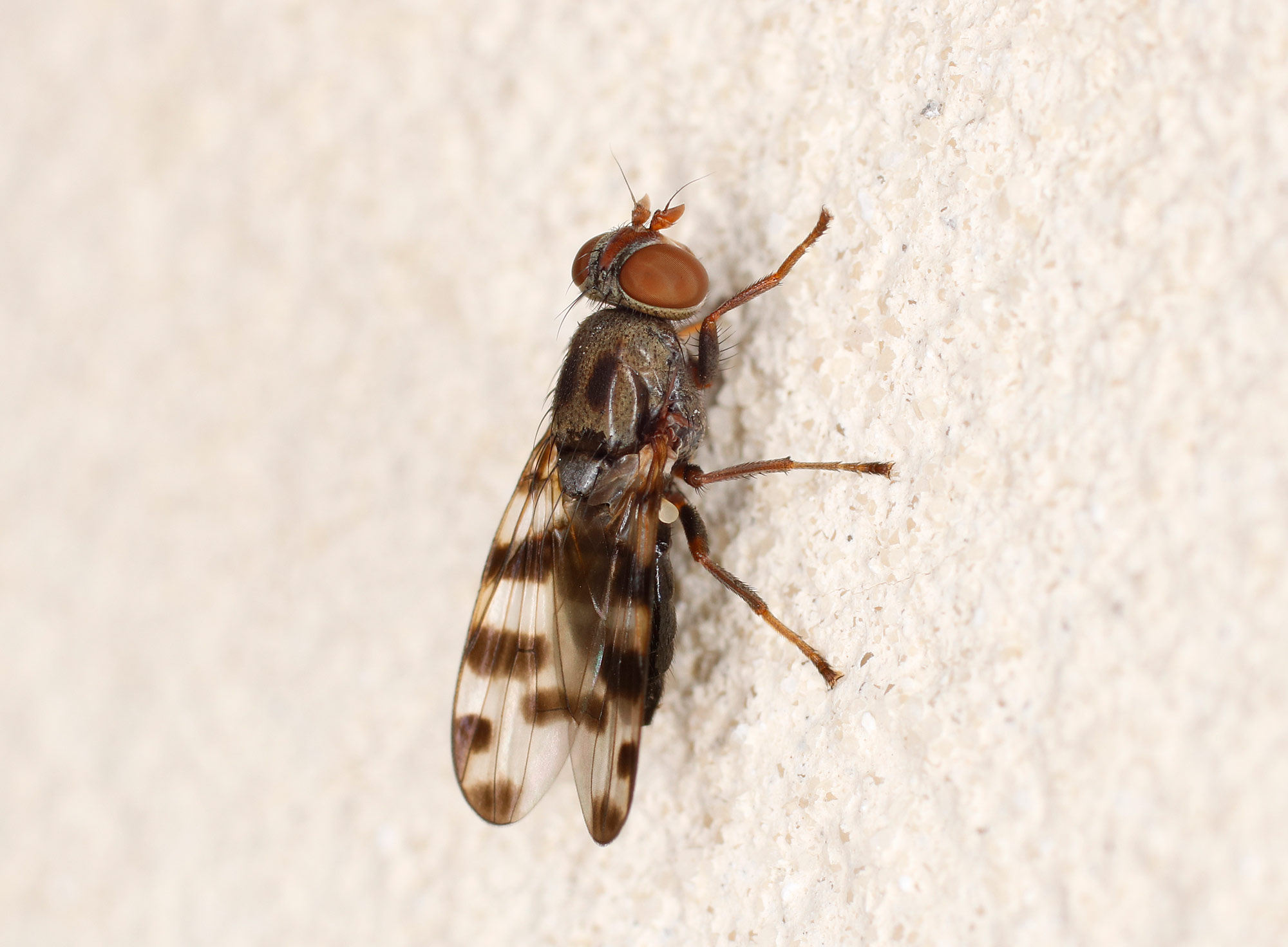 Ulidiidae: Ceroxys fraudulosa?